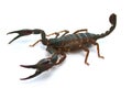 Closeup of a venomous scorpion on a white background