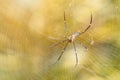 Female Golden Orb-weaver Spider (Nephila pilipes) in forest. Royalty Free Stock Photo