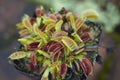 Closeup of a Venus flytrap in  the pot, a carnivorous plant with open jaws Royalty Free Stock Photo
