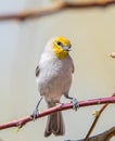 Closeup of a Verdin on a tree branch in Mojave Desert, NV