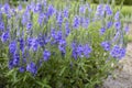 Veronica austriach bright blue flowers