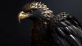 Closeup of a Verreaux\'s eagle, also known as a Black Eagle