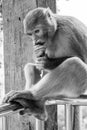 Closeup vertical grayscale photo of rhesus macaque primate monkey sitting on a metal railing