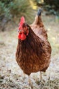 Closeup vertical of a Rhode Island Red hen in a yard. Royalty Free Stock Photo