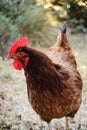 Closeup vertical of a Rhode Island Red hen in a yard. Royalty Free Stock Photo