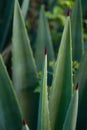 Closeup vertical shot of aloe vera leaves Royalty Free Stock Photo