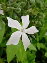 Closeup vertical shot of a beautiful white Greater Periwinkle flower in blossom Royalty Free Stock Photo