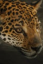 Closeup vertical shot of a beautifully spotted wild jaguar face details