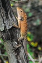 Closeup vertical shot of a big typical orange lizard on the wood Royalty Free Stock Photo