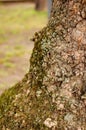 Closeup vertical shot of a bulge on a tree trunk