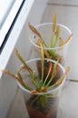 Closeup vertical shot of a cape sundew plant in a plastic cup