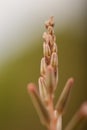 Closeup vertical shot of a corn on a blurred background Royalty Free Stock Photo