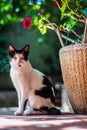 Closeup vertical shot of a cute cat by a flower pot on a blurred background Royalty Free Stock Photo