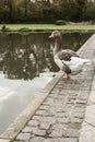 Closeup vertical shot of a cute goose on a cobblestone walkway by a pondside