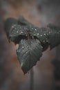 Closeup vertical shot of a dark green leaf with raindrops Royalty Free Stock Photo