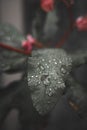 Closeup vertical shot of a dark green leaf with raindrops Royalty Free Stock Photo