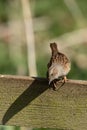 Closeup vertical shot of a dunnock perched on the wood on a sunny day