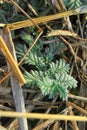 Closeup vertical shot of green leaves covered with dry grass Royalty Free Stock Photo