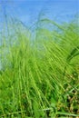 Closeup vertical shot of a green tiger grass - used for making soft broom