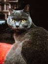 Closeup vertical shot of a grey cat with green eyes Royalty Free Stock Photo