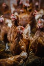 Closeup vertical shot of a group of hens looking for food in a chicken coop Royalty Free Stock Photo