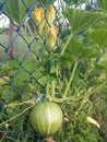 Closeup vertical shot of a growing pumpkin tied to a chain-link fence