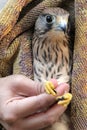 Closeup vertical shot of a hand holding an injured cute falcon kestrel bird wrapped in a towel Royalty Free Stock Photo