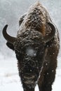Closeup vertical shot of the head of a bull in snow