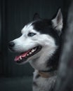 Closeup vertical shot of Husky dog Royalty Free Stock Photo