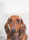 Closeup vertical shot of a long-eared dachshund isolated on white background Royalty Free Stock Photo