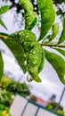 Closeup vertical shot of lush green leaves with hanging raindrops Royalty Free Stock Photo