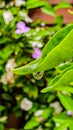 Closeup vertical shot of lush green leaves with hanging raindrops after an afternoon rain Royalty Free Stock Photo