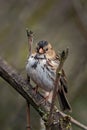 Closeup vertical shot of Rustic bunting from the bunting family Emberizidae with blurred background Royalty Free Stock Photo