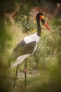 Closeup vertical shot of the Saddle-billed stork in South Africa