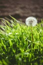 Closeup vertical shot of a single dandelion seed among a windblown grass field Royalty Free Stock Photo