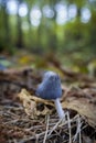 Closeup vertical shot of a single tiny mushroom in a chestnut forest