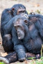 Closeup vertical shot of two chimpanzees with one touching the other's hairy neck