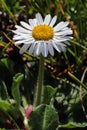 Closeup vertical shot of a white daisy flower with a blurred background Royalty Free Stock Photo