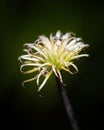 Closeup vertical shot of the white wild flower with a blurred background Royalty Free Stock Photo