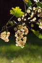 Closeup vertical shot of the whitecurrants on the tree branch Royalty Free Stock Photo