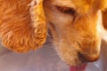 Closeup very cute cocker spaniel dog drinking water from metal bowl, animal nutrition concept Royalty Free Stock Photo