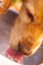 Closeup very cute cocker spaniel dog drinking water from metal bowl, animal nutrition concept Royalty Free Stock Photo