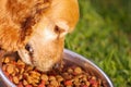 Closeup very cute cocker spaniel dog eating from metal bowl with fresh crunchy food sitting on green grass, animal