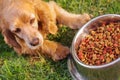 Closeup very cute cocker spaniel dog posing in front of metal bowl with fresh crunchy food sitting on green grass