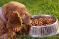 Closeup very cute cocker spaniel dog posing in front of metal bowl with fresh crunchy food sitting on green grass