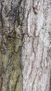 Textured Tree Trunk Bark Macro Royalty Free Stock Photo