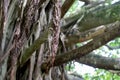 Closeup of a Banyan Tree in Maui, Hawaii Royalty Free Stock Photo