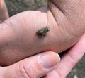 Person holding a very small frog Royalty Free Stock Photo