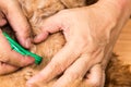 Closeup on Vet applying ticks, lice, mites medicine on dog