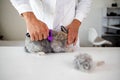 Closeup of vet doctor combing brown decorative rabbit
